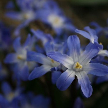 Chionodoxa forbesii 'Blue Giant' Chionodoxa forbesii 'Blue Giant'