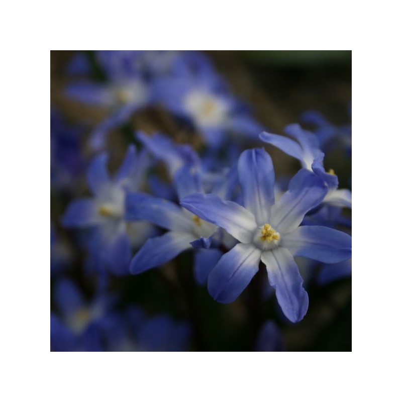 Chionodoxa forbesii 'Blue Giant' Chionodoxa forbesii 'Blue Giant'