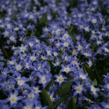 Chionodoxa forbesii 'Blue Giant' Chionodoxa forbesii 'Blue Giant'