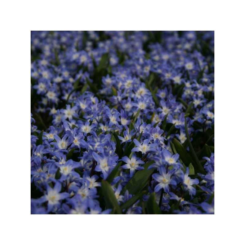 Chionodoxa forbesii 'Blue Giant' Chionodoxa forbesii 'Blue Giant'