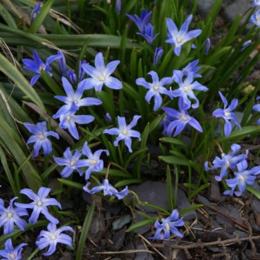 Chionodoxa forbesii 'Blue Giant' Chionodoxa forbesii 'Blue Giant'