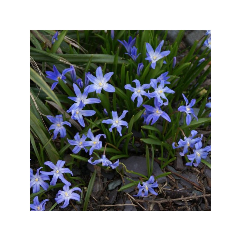 Chionodoxa forbesii 'Blue Giant' Chionodoxa forbesii 'Blue Giant'