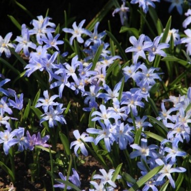 Chionodoxa luciliae