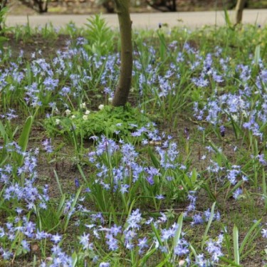 Chionodoxa luciliae