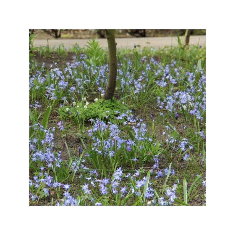 Chionodoxa luciliae