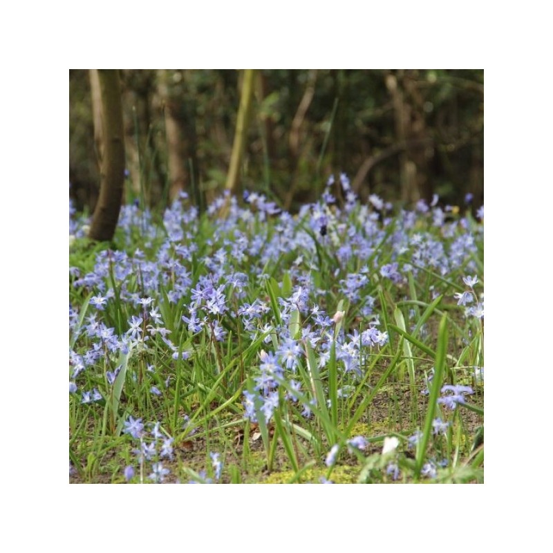 Chionodoxa luciliae