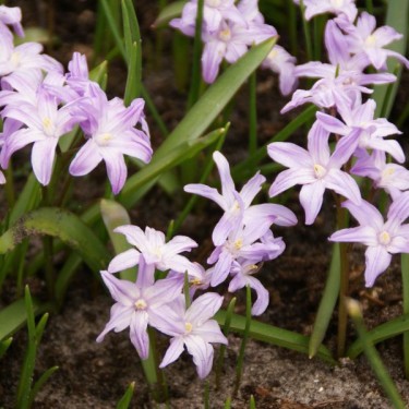 Chionodoxa forbesii 'Pink Giant' Chionodoxa forbesii 'Pink Giant'