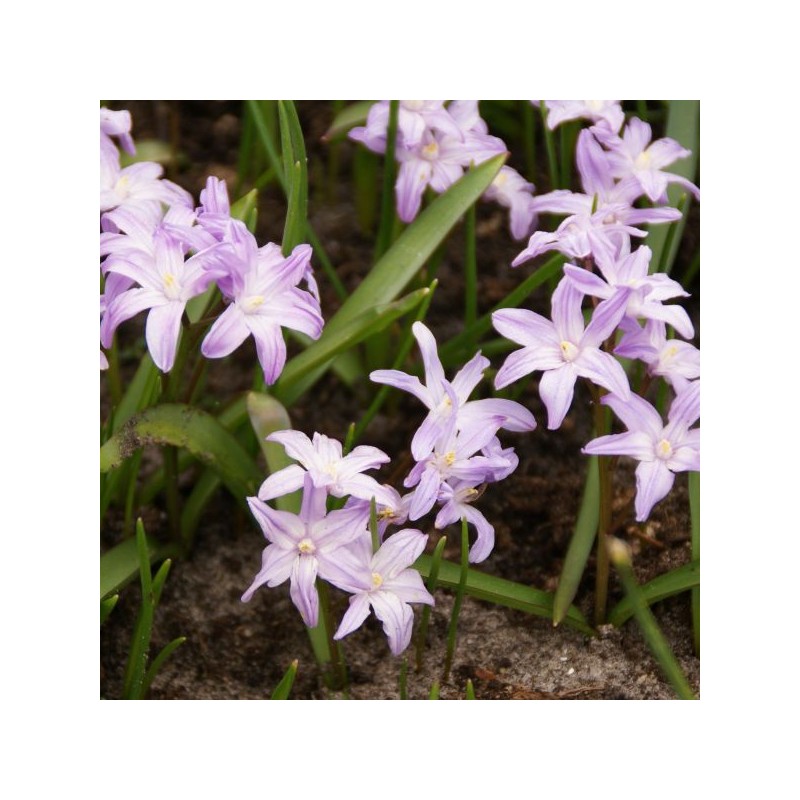 Chionodoxa forbesii 'Pink Giant' Chionodoxa forbesii 'Pink Giant'