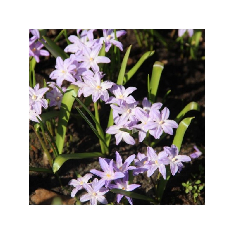 Chionodoxa luciliae 'Violet Beauty'