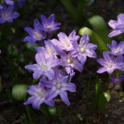 Chionodoxa luciliae 'Violet Beauty'
