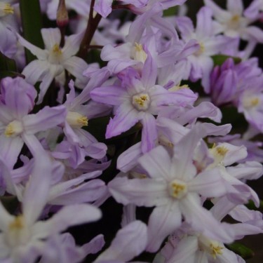 Chionodoxa forbesii 'Pink Giant' Chionodoxa forbesii 'Pink Giant'
