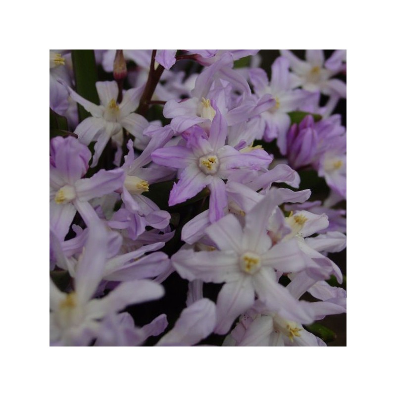 Chionodoxa forbesii 'Pink Giant' Chionodoxa forbesii 'Pink Giant'