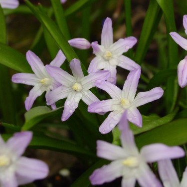 Chionodoxa forbesii 'Pink Giant' Chionodoxa forbesii 'Pink Giant'