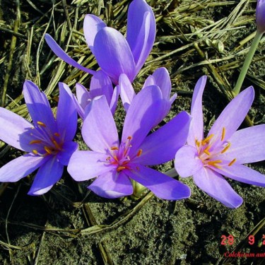 Colchicum autumnale Colchicum autumnale