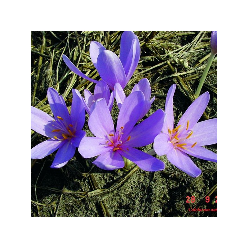 Colchicum autumnale Colchicum autumnale