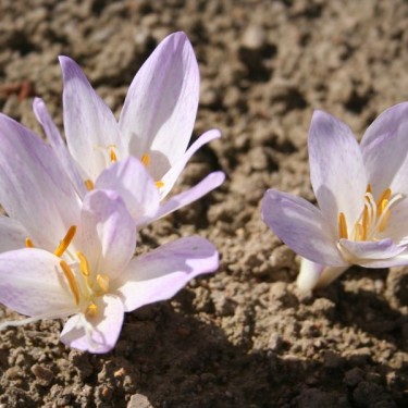 Colchicum davisii Colchicum davisii