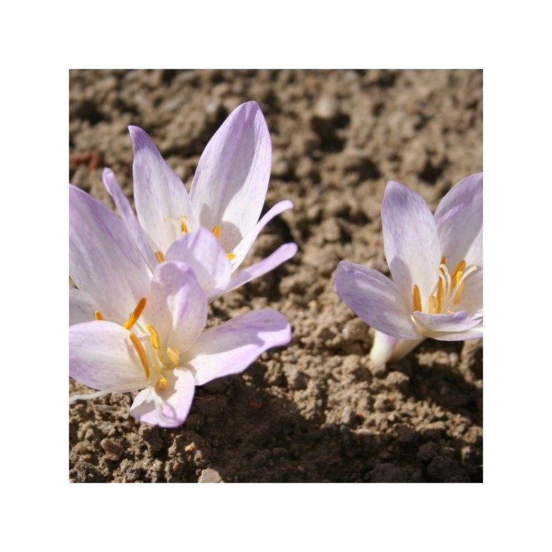 Colchicum davisii Colchicum davisii