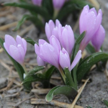 Colchicum hungaricum 'Valentine'