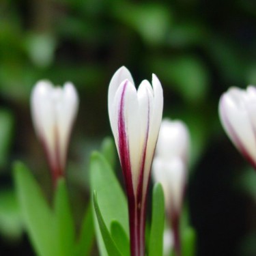 Colchicum kesselringii Colchicum kesselringii