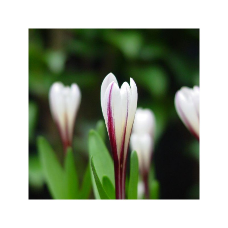 Colchicum kesselringii Colchicum kesselringii