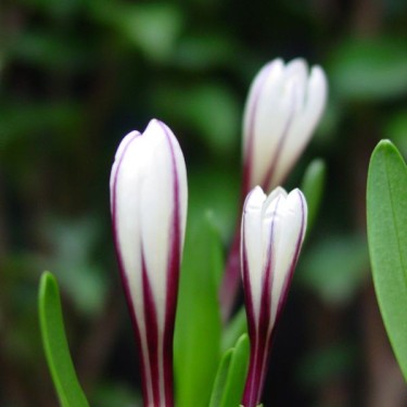 Colchicum kesselringii Colchicum kesselringii