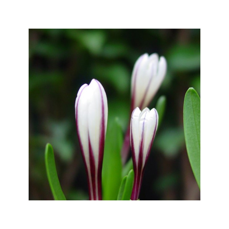 Colchicum kesselringii Colchicum kesselringii