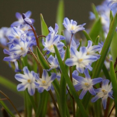 Chionodoxa siehei Chionodoxa siehei