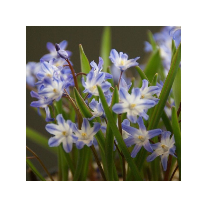 Chionodoxa siehei Chionodoxa siehei