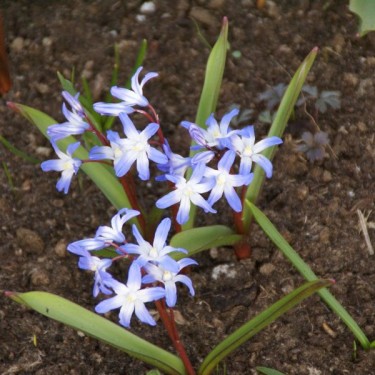 Chionodoxa siehei Chionodoxa siehei