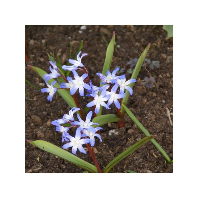 Chionodoxa siehei Chionodoxa siehei