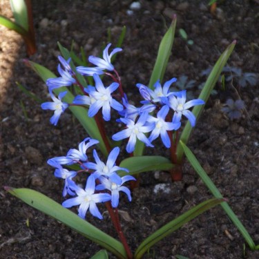 Chionodoxa siehei Chionodoxa siehei
