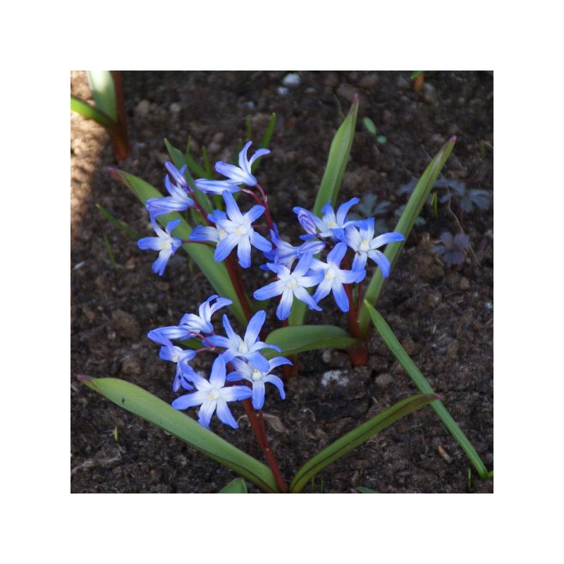 Chionodoxa siehei Chionodoxa siehei