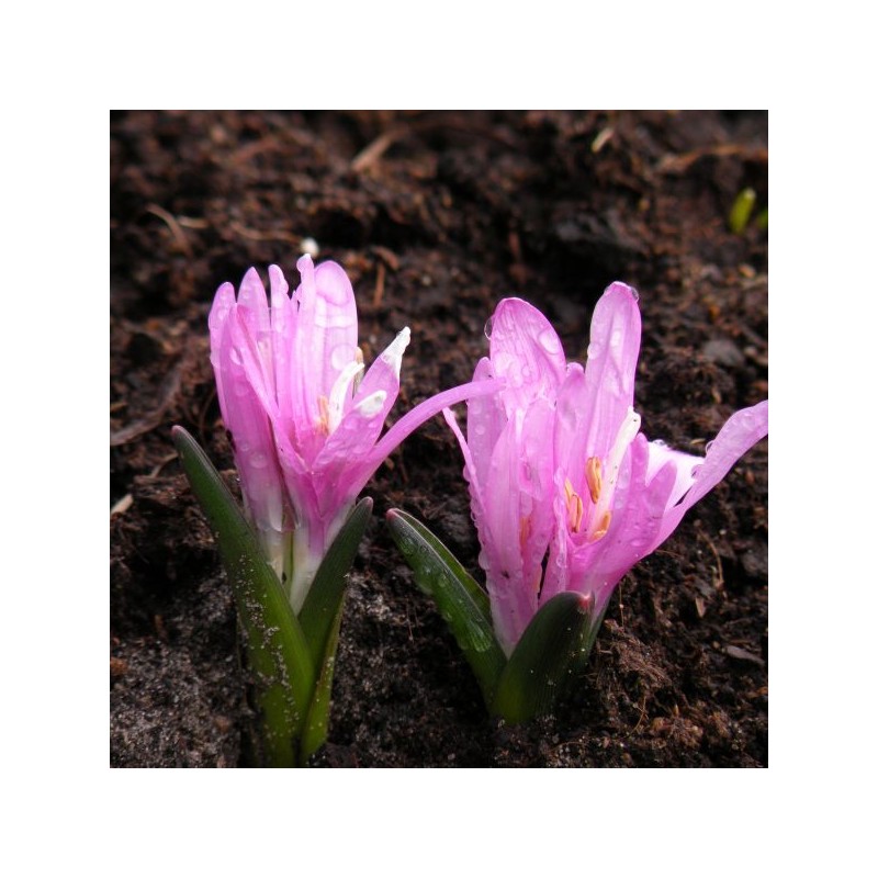 Bulbocodium vernum Bulbocodium vernum
