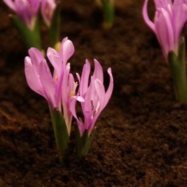 Bulbocodium vernum Bulbocodium vernum