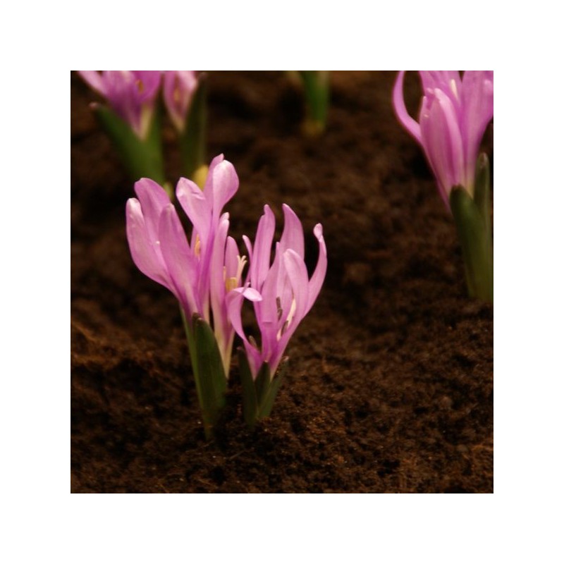 Bulbocodium vernum Bulbocodium vernum