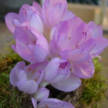 Colchicum byzantinum Colchicum byzantinum