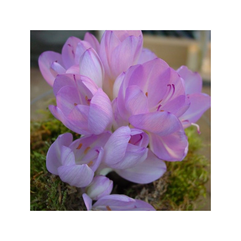 Colchicum byzantinum Colchicum byzantinum