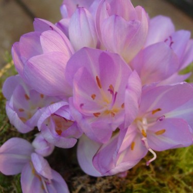 Colchicum byzantinum Colchicum byzantinum