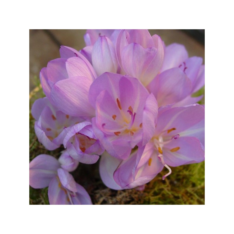 Colchicum byzantinum Colchicum byzantinum
