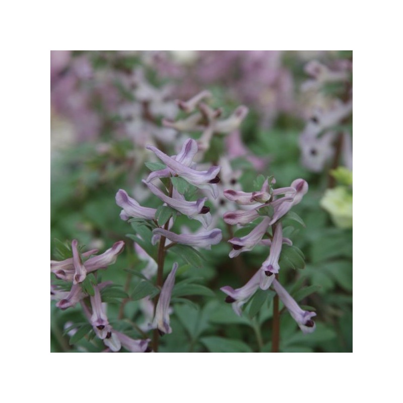 Corydalis integra Corydalis integra
