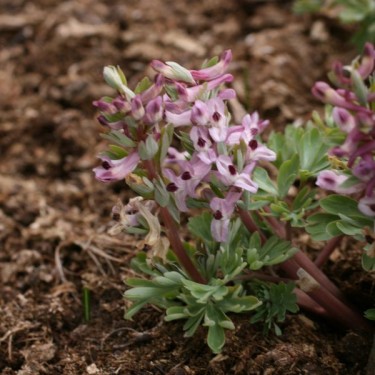 Corydalis integra Corydalis integra