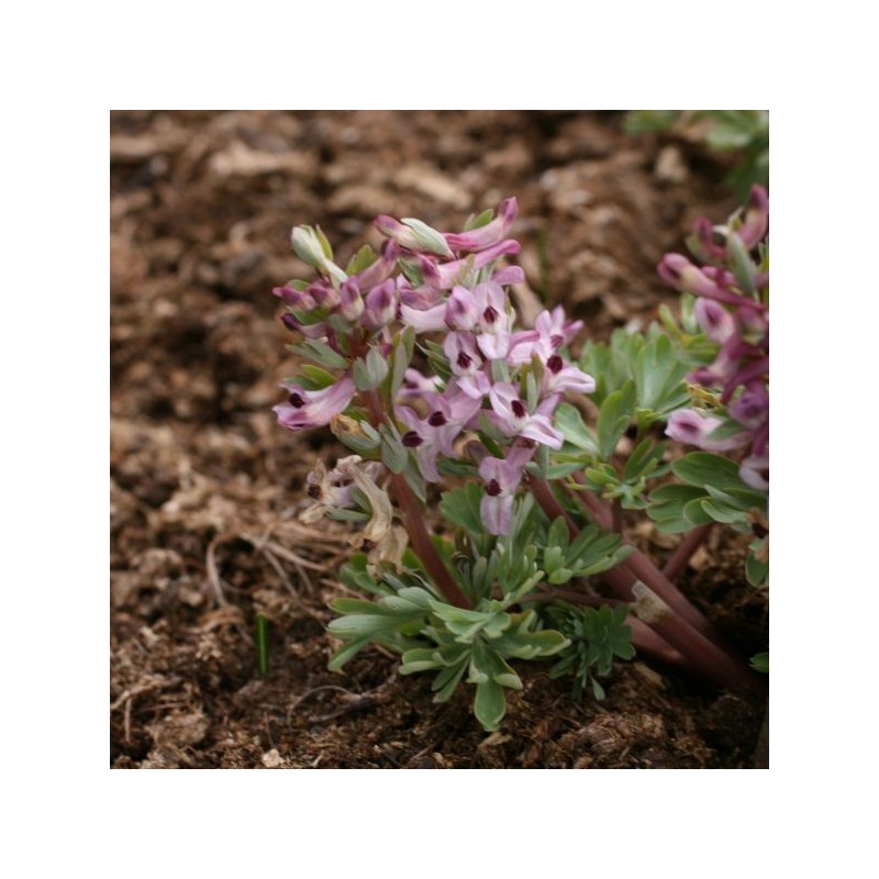 Corydalis integra Corydalis integra
