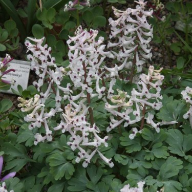 Corydalis integra Corydalis integra