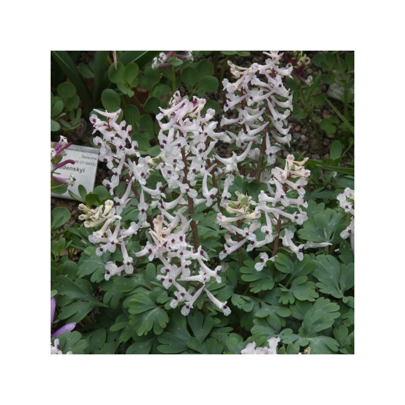 Corydalis integra Corydalis integra