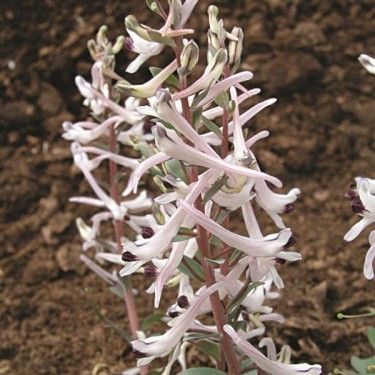 Corydalis ruksansii