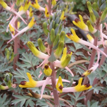 Corydalis schanginii subsp. ainae 'Berkara'