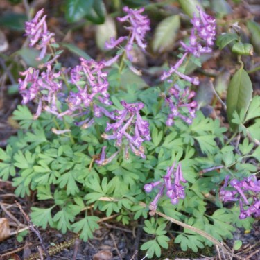 Corydalis solida subsp. solida Corydalis solida subsp. solida
