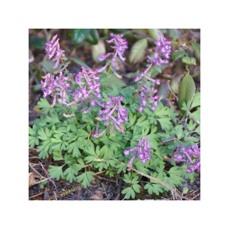 Corydalis solida subsp. solida Corydalis solida subsp. solida