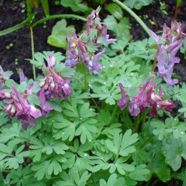 Corydalis solida subsp. solida Corydalis solida subsp. solida