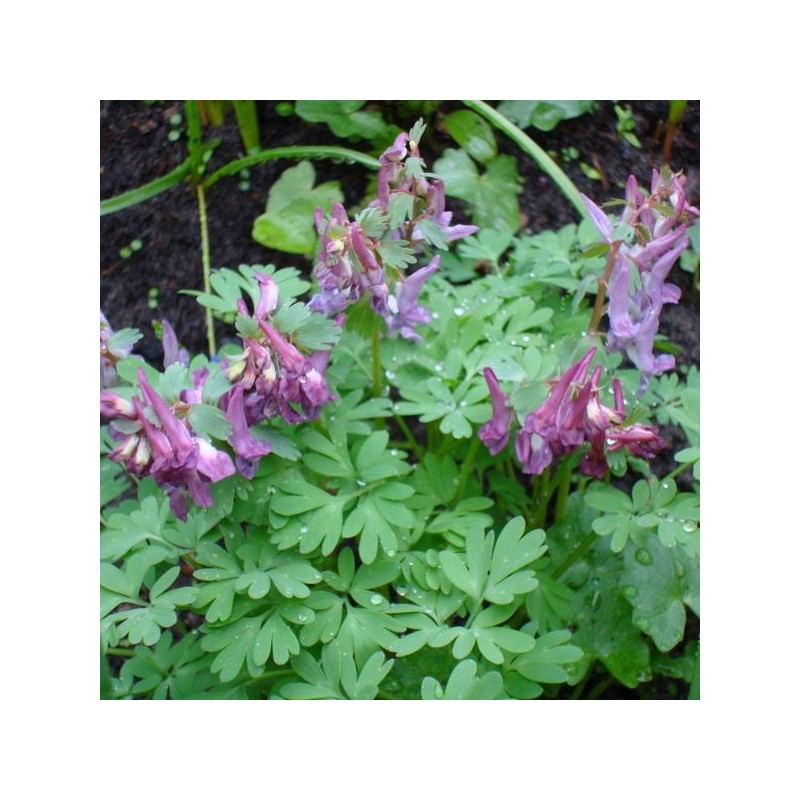 Corydalis solida subsp. solida Corydalis solida subsp. solida